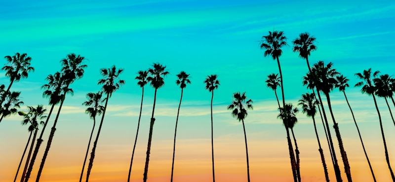 palm trees california sunset