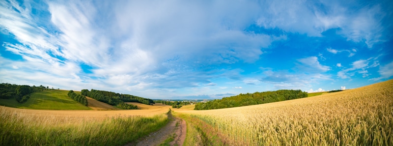 wheat field in morning kansas